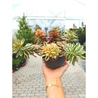 Sedum ‘Kamtschaticum Variegatum’ – nenáročná skalnička s panašovanými listami