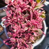 Sedum ‘SunSparkler Dream Dazzler’ – pestrofarebný rozchodník do skalky