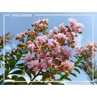 Lagerstroemia indica ´With Love Babe´ – romantická myrta krepová na leto
