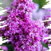 Lagerstroemia indica ´With Love Eternal´ – myrta krepová so svetlofialovými kvetmi