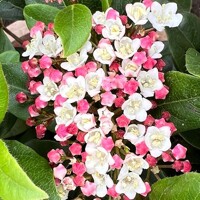 Viburnum tinus ´Lisa Rose´ – vždyzelený ker s ružovými pukmi a bielymi kvetmi