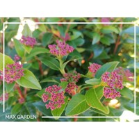 Viburnum tinus ´Lisa Rose´ – vždyzelený ker s ružovými pukmi a bielymi kvetmi