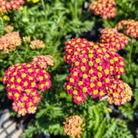 Achillea millefolium ‘Safran’ – oranžovo-šafranový rebríček do slnečných záhonov