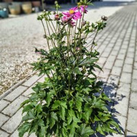 Anemone hupehensis – jesenná veternica s jemnými kvetmi