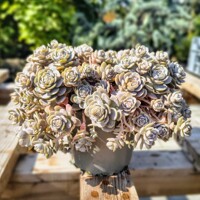 Orostachys furusei – mrazuvzdorný sukulent do skalky