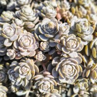 Orostachys furusei – mrazuvzdorný sukulent do skalky
