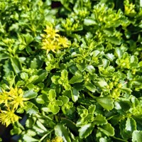 Sedum kamtschaticum ‘Little Miss Sunshine’ – žltý rozchodník do skalky