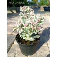 Sedum ‘Frosty Morn’ – panašovaný rozchodník s ružovými kvetmi