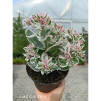 Sedum ‘Frosty Morn’ – panašovaný rozchodník s ružovými kvetmi