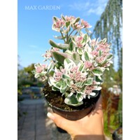 Sedum ‘Frosty Morn’ – panašovaný rozchodník s ružovými kvetmi