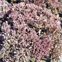 Sedum cauticola ‘Rocky’ – mrazuvzdorný skalný rozchodník s ružovými kvetmi