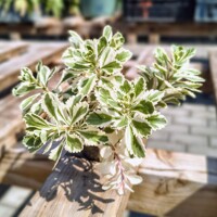Sedum takesimense ‘Atlantis’ – panašovaný rozchodník do skalky