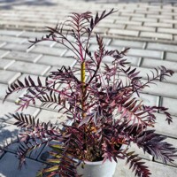 Polemonium ‘Bressingham Purple’ – jirnica s purpurovým listom a fialovými kvetmi