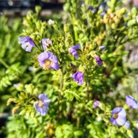 Polemonium ‘Bambino Blue’ – kompaktná jirnica s modrofialovými kvetmi  
