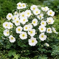 Anemonka 'Honorine Jobert' – Jesenná veternica s bielymi kvetmi