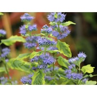 Caryopteris x clandonensis 'Summer Sorbet' - 20/30cm