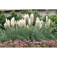 Cortaderia selloana ‘Tiny Pampa’ – zakrslá pampová tráva do malých záhrad