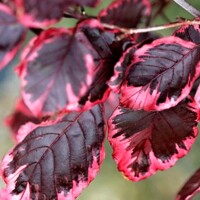 Fagus sylvatica ‘Tricolor’ – buk lesný s farebnými listami
