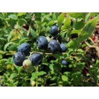 Vaccinium corymbosum ‘Ama Rood’ – kanadská čučoriedka s veľkými plodmi