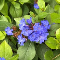 Ceratostigma plumbaginoides – pôdopokryvná modro kvitnúca trvalka