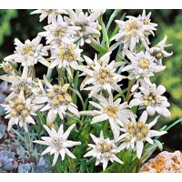 Leontopodium alpinum ‘Edelweiss’ – plesnivec alpínsky do skalky