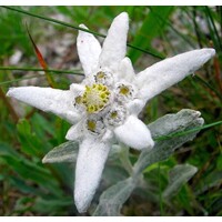 Leontopodium alpinum ‘Edelweiss’ – plesnivec alpínsky do skalky