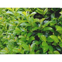 Vavrínovec lekársky - Prunus laurocerasus ´Novita´ -90/110cm