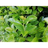 Vavrínovec lekársky - Prunus laurocerasus ´Novita´ -90/110cm