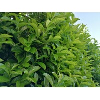 Vavrínovec lekársky - Prunus laurocerasus ´Novita´ -90/110cm