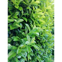 Vavrínovec lekársky - Prunus laurocerasus ´Novita´ -90/110cm
