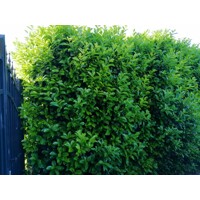 Vavrínovec lekársky - Prunus laurocerasus ´Novita´ -90/110cm