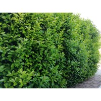 Vavrínovec lekársky - Prunus laurocerasus ´Novita´ -90/110cm