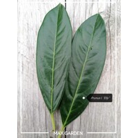 Vavrínovec lekársky - Prunus laurocerasus ´Elly´(ŠTÍHLY poddruh)- 100/120 cm