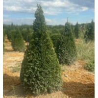 Tis oby?ajný - Taxus baccata - tvar gu?a 30/40cm - kore?ový bal