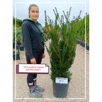 Tis prostredný - Taxus x media ´Hillii´ -110/130cm (kore?ový bal)