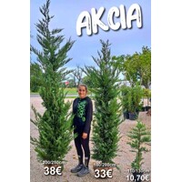 Cupressocyparis leylandii – rýchlorastúci cyprusovec na živé ploty