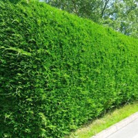 Cupressocyparis leylandii – rýchlorastúci cyprusovec na živé ploty