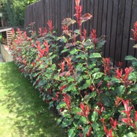 Photinia fraseri ‘Magical Volcano’ – červienka s koreňovým balom na živý plot