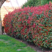 Photinia fraseri ‘Magical Volcano’ – červienka s koreňovým balom na živý plot