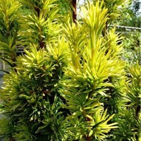 Taxus baccata ‘Fastigiata Aurea’ – tis obyčajný so zlatými výhonmi (koreňový bal)