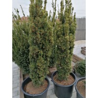 Taxus baccata ‘Fastigiata Aurea’ – tis obyčajný so zlatými výhonmi (koreňový bal)