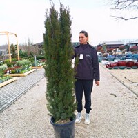 Taxus baccata ‘Fastigiata Robusta’ – stĺpovitý tis s koreňovým balom
