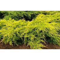 Juniperus × media ‘Old Gold’ – zlatožltá borievka (koreňový bal)