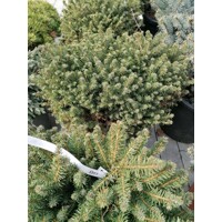 Smrek omorikový-balkánsky - Picea omorika ´Karel´ - 30/40cm (kore?ový bal)