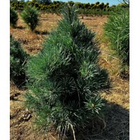 Pinus sylvestris ‘Watereri’ – kompaktná borovica (koreňový bal)