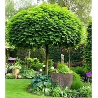 Javor mlie?ny - Acer platanoides ´Globosum´ - na 200/220cm kmeni 6/8