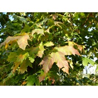 Javor mlie?ny - Acer platanoides ´Globosum´ - na 200/220cm kmeni 6/8