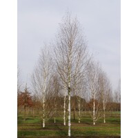 Betula utilis ´Doorenbos´ - na vysokokmeni, 6/8