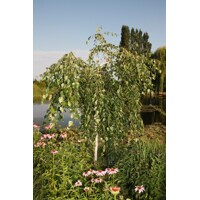 Betula utilis ´Long Trunk´ - na 140/150cm kmeni, 6/10