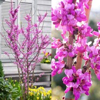 Judášovec ?ínsky  -  Cercis chinensis 'Avondale'  Co15L 100/125